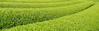 静岡牧之原＞2025年産 やぶ北深蒸し「荒茶」 | 文化放送ショッピング